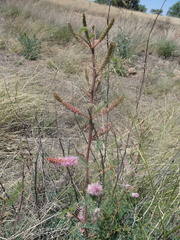 Mimosa dysocarpa
