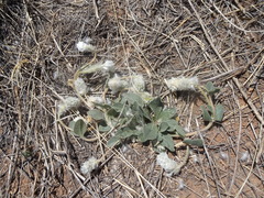 Gomphrena caespitosa