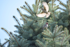 Haemorhous mexicanus