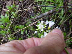 Cardamine pratensis