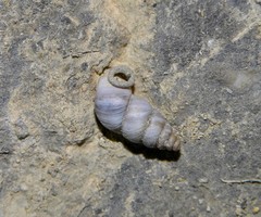 Solatopupa psarolena