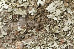 Mexigonus arizonensis