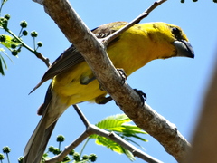 Pheucticus chrysopeplus