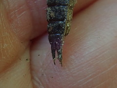 Boyeria vinosa
