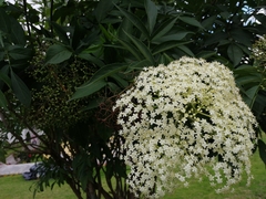 Sambucus nigra