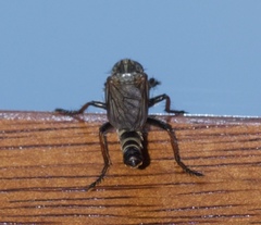 Antipalus varipes