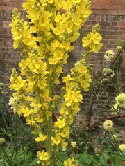 Verbascum