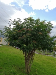 Sambucus nigra