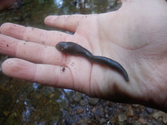 Haemopidae