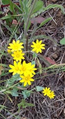 Blackstonia perfoliata