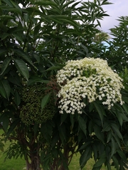 Sambucus nigra