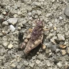 Trimerotropis infantilis