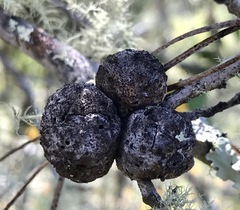 Disholcaspis canescens