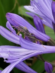 Leptoglossus zonatus