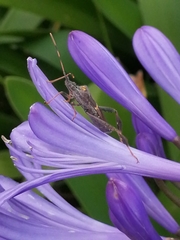Leptoglossus zonatus
