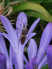Leptoglossus zonatus