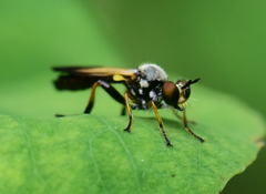 Eudioctria sackeni