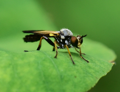 Eudioctria sackeni