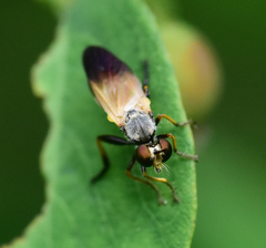 Eudioctria sackeni