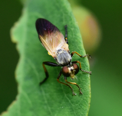 Eudioctria sackeni