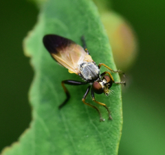 Eudioctria sackeni