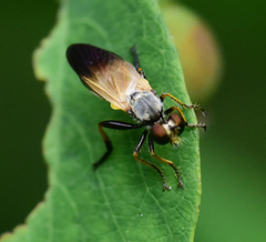 Eudioctria sackeni