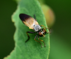 Eudioctria sackeni