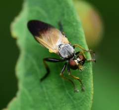 Eudioctria sackeni
