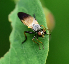 Eudioctria sackeni