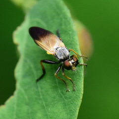 Eudioctria sackeni
