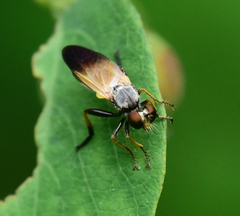Eudioctria sackeni