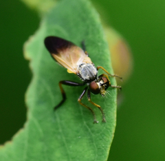 Eudioctria sackeni