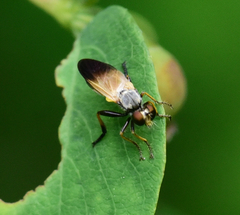 Eudioctria sackeni