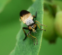 Eudioctria sackeni