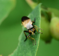 Eudioctria sackeni