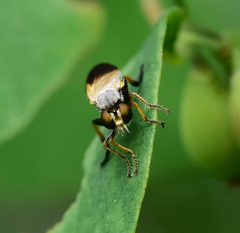 Eudioctria sackeni