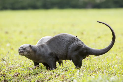 Smooth-coated Otter, photo 2 of 8