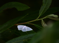 Scopula junctaria