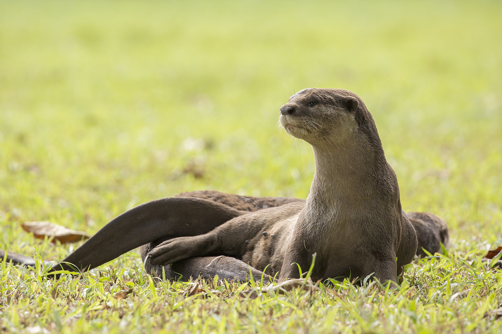 Smooth-coated Otter (Lutra perspicillata)