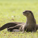 Smooth-coated Otter - Photo (c) budak, some rights reserved (CC BY-NC), uploaded by budak