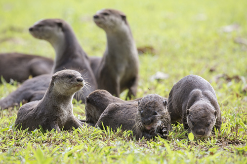 Smooth-coated Otter, photo 3 of 8