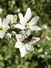 Rhagiini