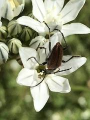 Rhagiini