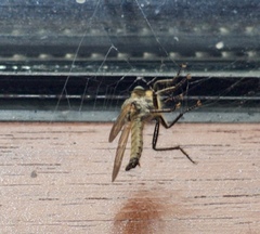 Eutolmus rufibarbis