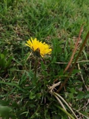 Taraxacum officinale