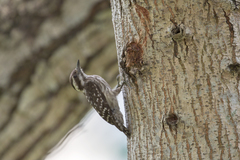 Yungipicus moluccensis