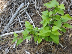 Smilax californica