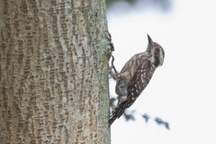 Yungipicus moluccensis