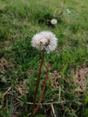 Taraxacum officinale