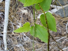 Smilax californica
